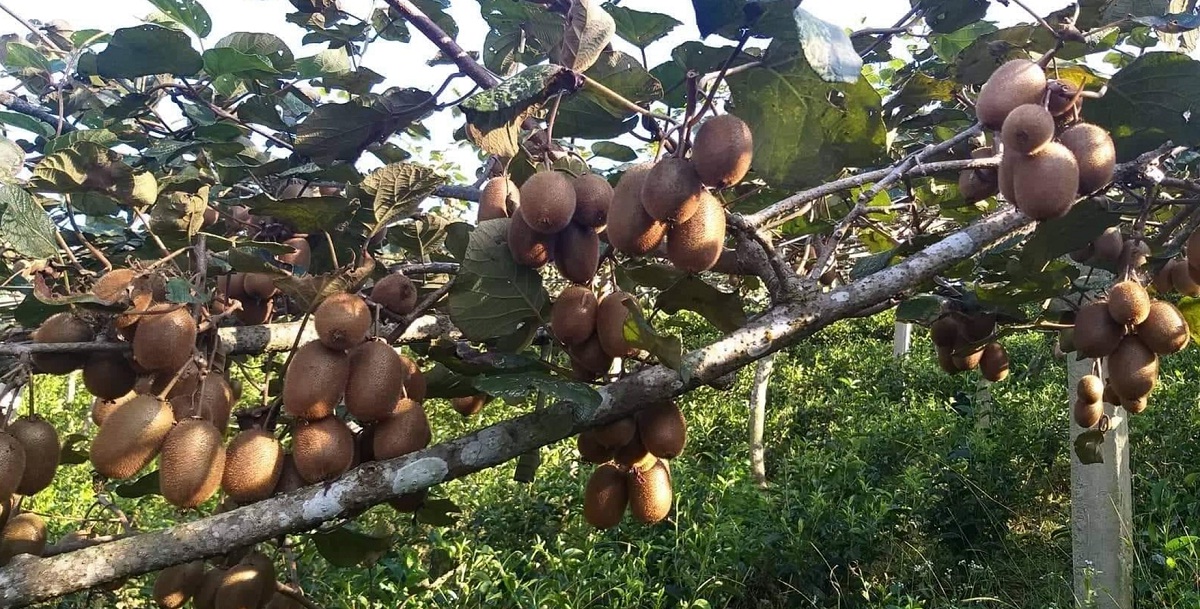 किवीको उत्पादन बढ्यो इलाममा